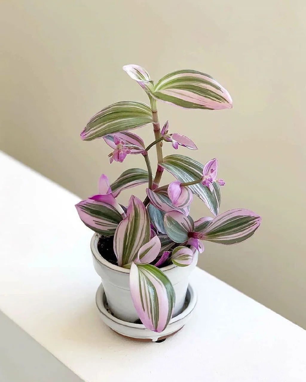 🌿 Традесканция Нанук (Tradescantia Nanouk) — это красивое комнатное растение. Оно стал...