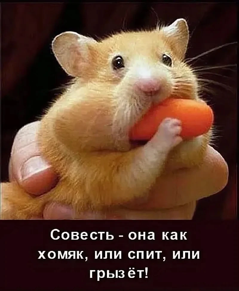Совесть, непоседа, вечно всё грызёт,
