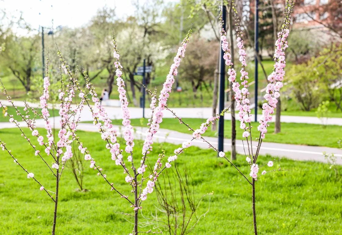 🌸Наш цветущий Яблоневый сквер. Всем отличного дня!   https://t.me/vdv_volkov_chat