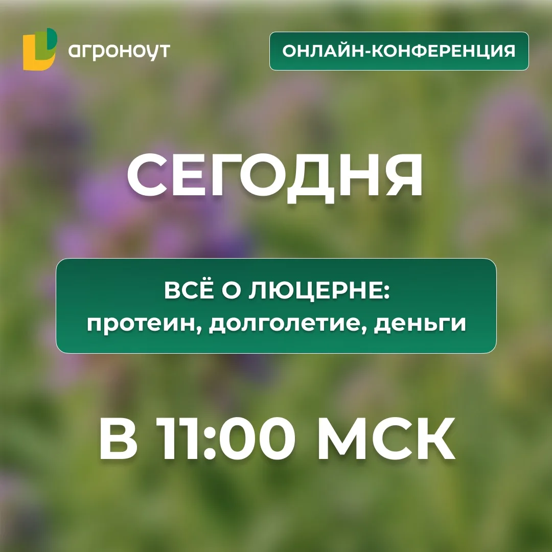 ⏰ СЕГОДНЯ! Протеин, долголетие, деньги: всё о люцерне

В 11:00 по МСК ждём вас на онлайн-конференции