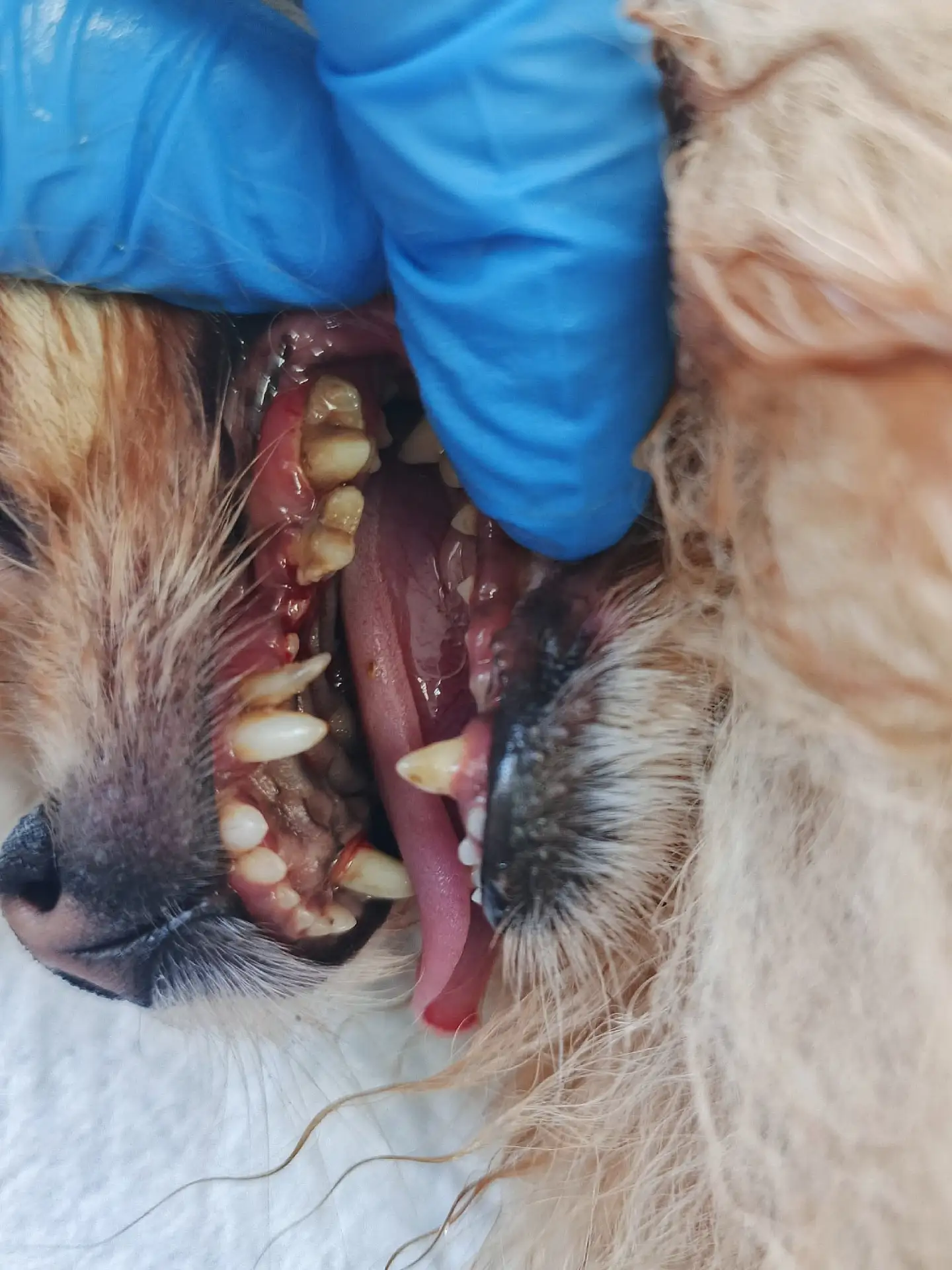 👀 Маленький пёс и отнюдь не маленькие проблемы С ЗУБАМИ. 🦷 Перед вами 3-летний шпиц, ...