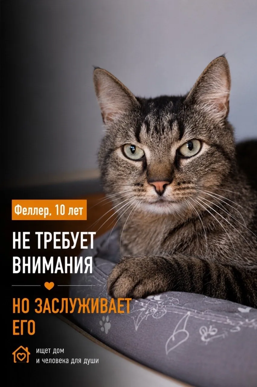Феллер вам не пропеллер.
