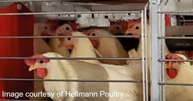 Harumi выводит на рынок линейку куриной продукции без остаточных антибиотиков
Малайзийский производи