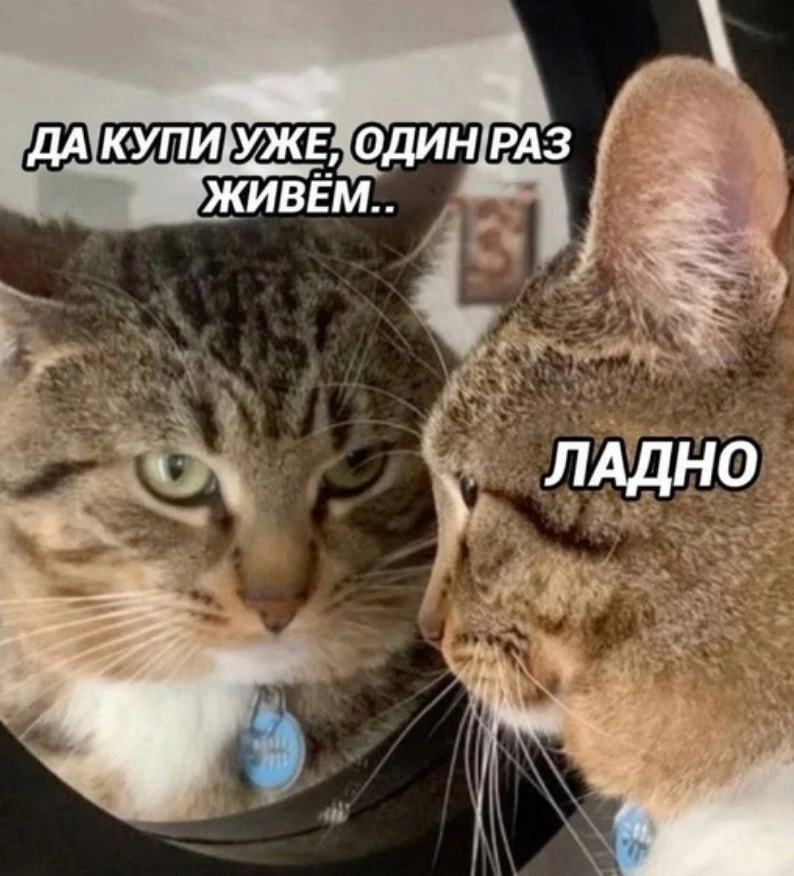 мемы / приколы / юмор / смешно