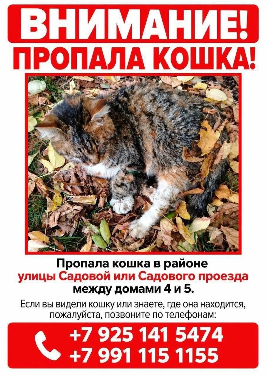 ‼ СРОЧНО. ИЩЕМ КОТА. ПОДОЛЬСК. 📢