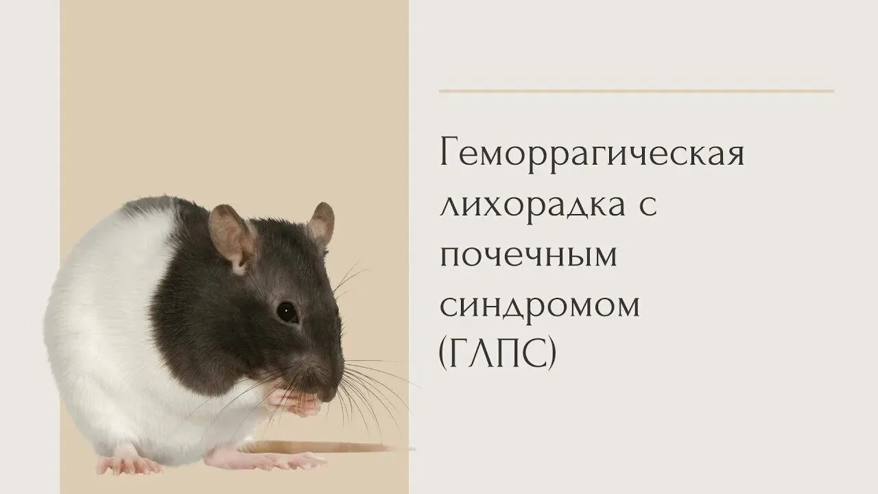 ❗️«Мышиная лихорадка»: что нужно знать, чтобы защитить себя