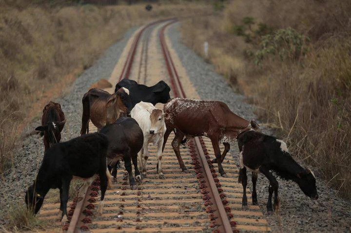 🇰🇿🚆 Казахстан может вдвое увеличить штрафы за выпас скота у железных дорог