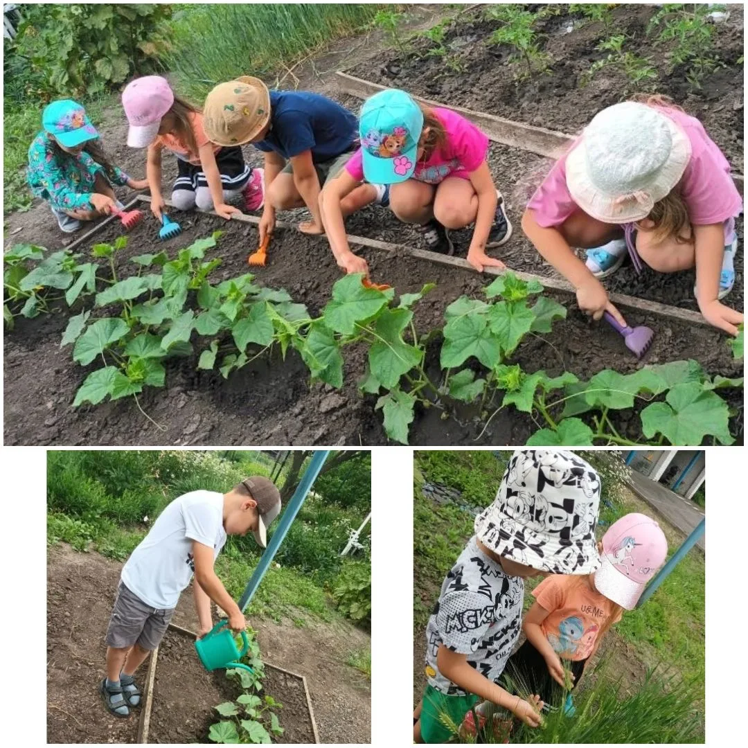 Труд на огороде: учимся, трудимся, растём! 🌱Сегодня ребята из старшей группы превратил...