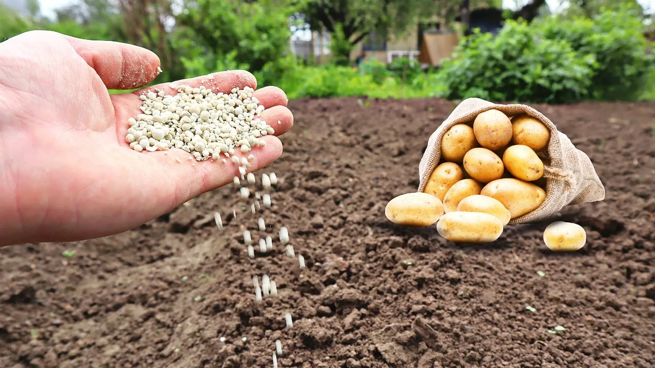 Как получить максимум от подкормки картофеля