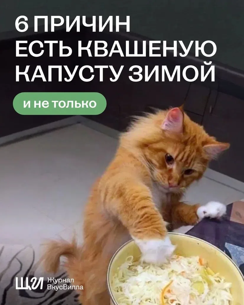 Квашеная капуста — это вау ✨  Не дайте котикам и собачкам с картинок себя обмануть: их кормить капус