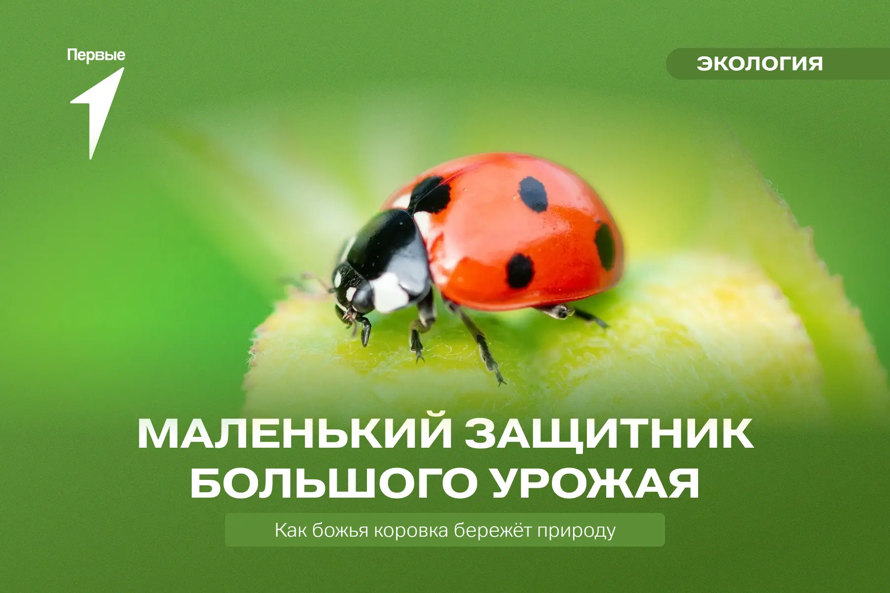🐞Божья коровка, улети на небо, принеси нам хлеба…

Помнишь, как шептал эти слова красно-чёрному жуч