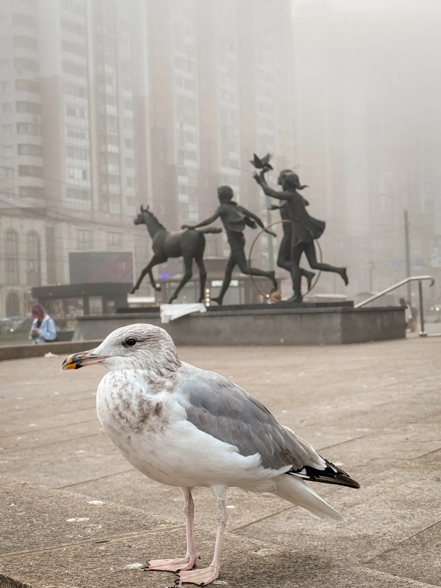 🌫️ Немного туманной красоты Приморского района в кадрах его жителей: @your.chanterelle...