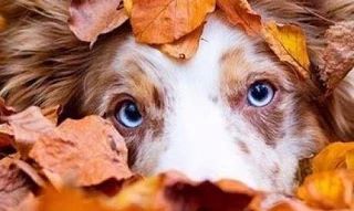 🍁 Тихий октябрьский рассвет