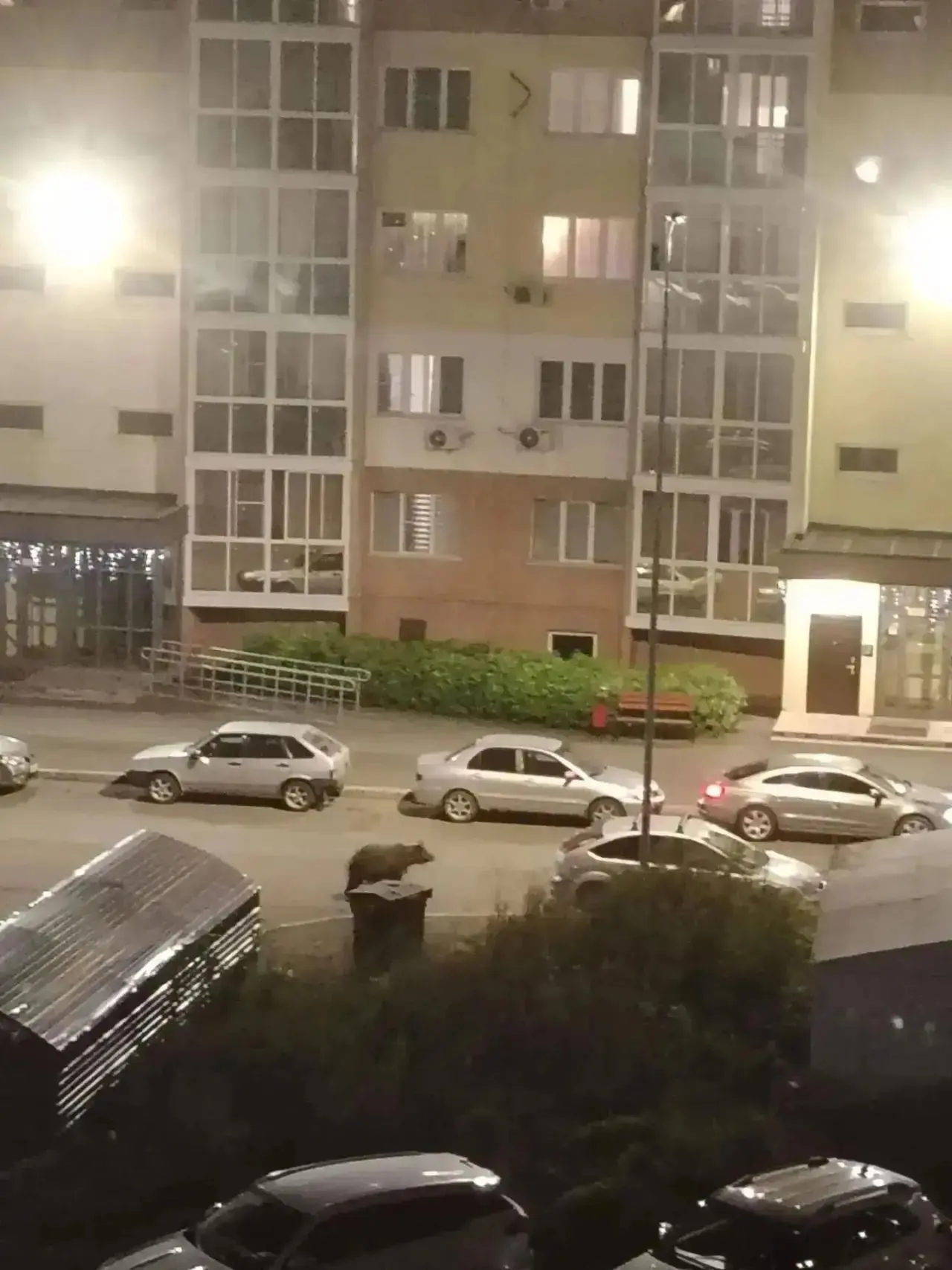 ❗❗Медведь покинул территорию города: в министерстве лесного комплекса и охотничьего хоз...