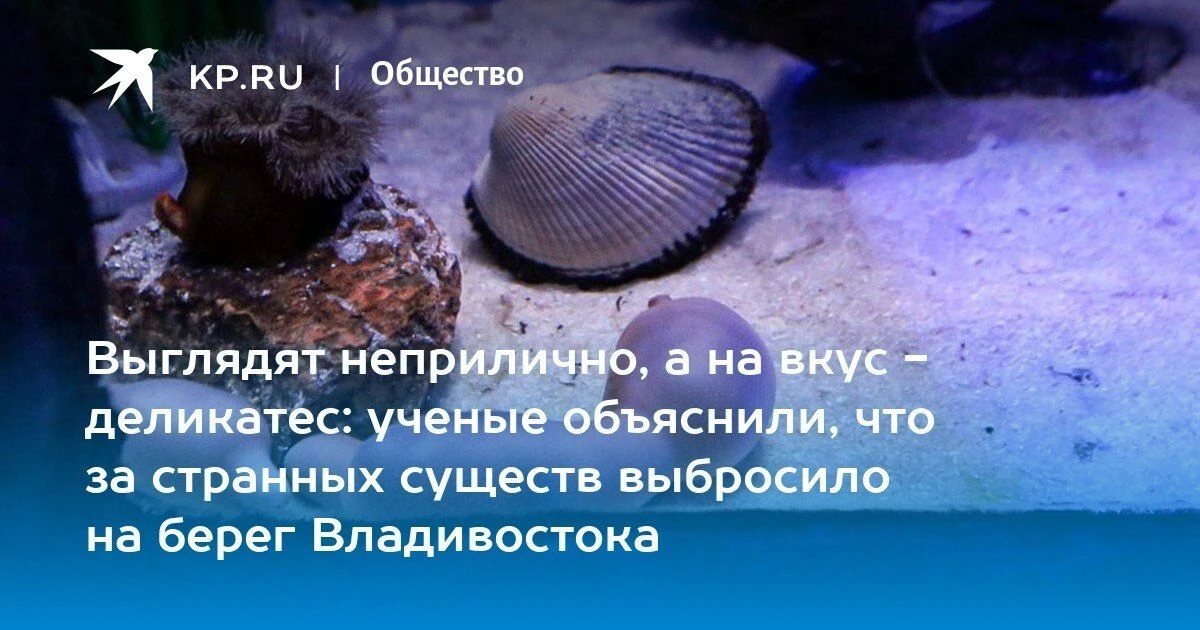 На Шаморе выбросило морских червей