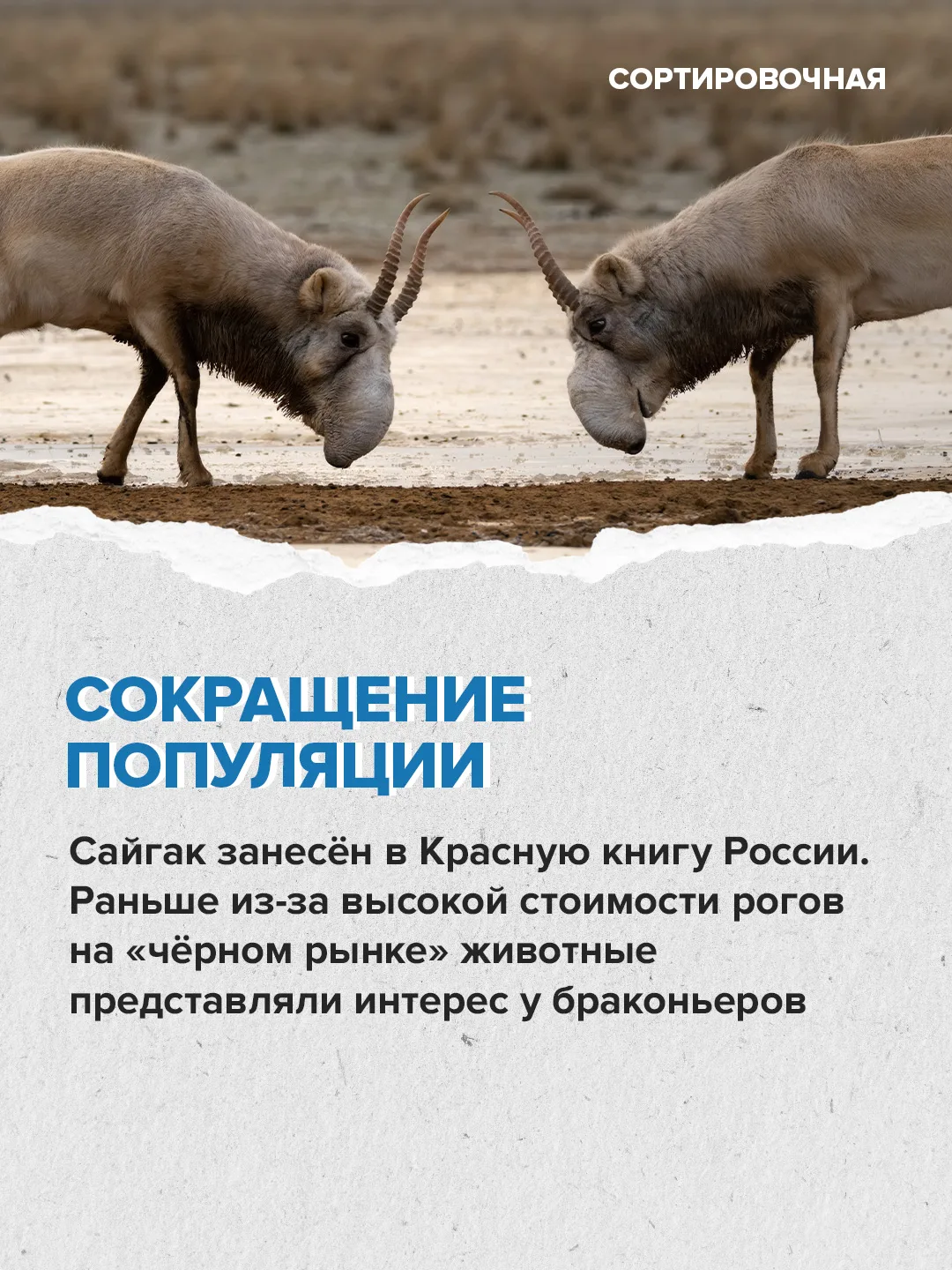 ❤️ Сегодня отмечаем Международный день сайгака  Праздник призван привлечь внимание к сохранению этог