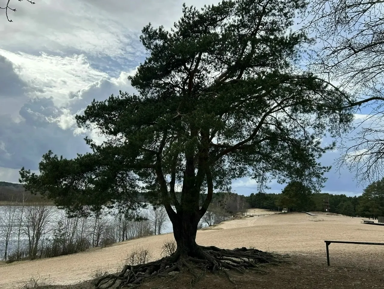 🌳🌲 Продолжается конкурс «Российское дерево года», организованного в рамках Всероссийской программы