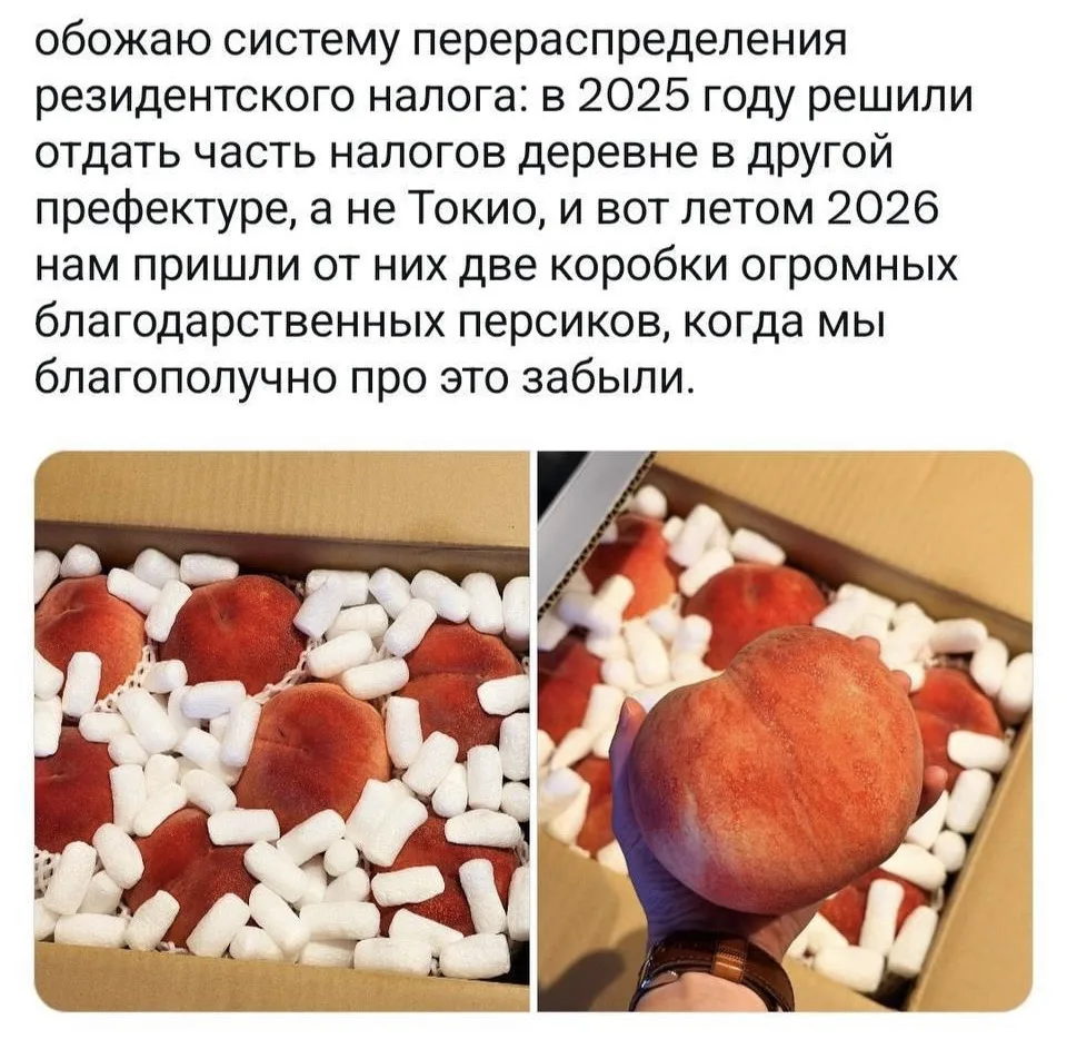 Возврат налогов — персиками

В Японии можно платить часть налогов не по месту жительства, а в отдель