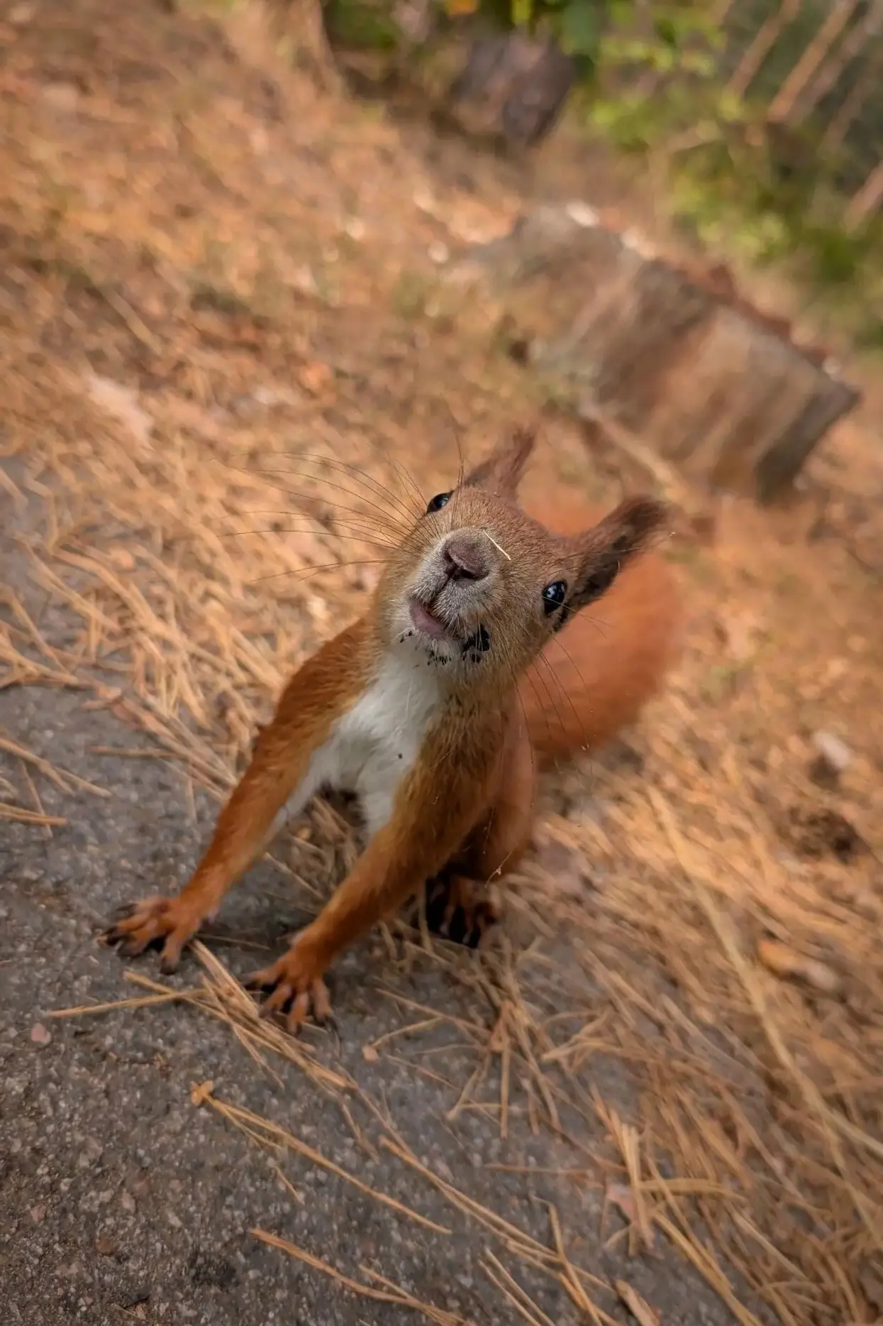 🐿️