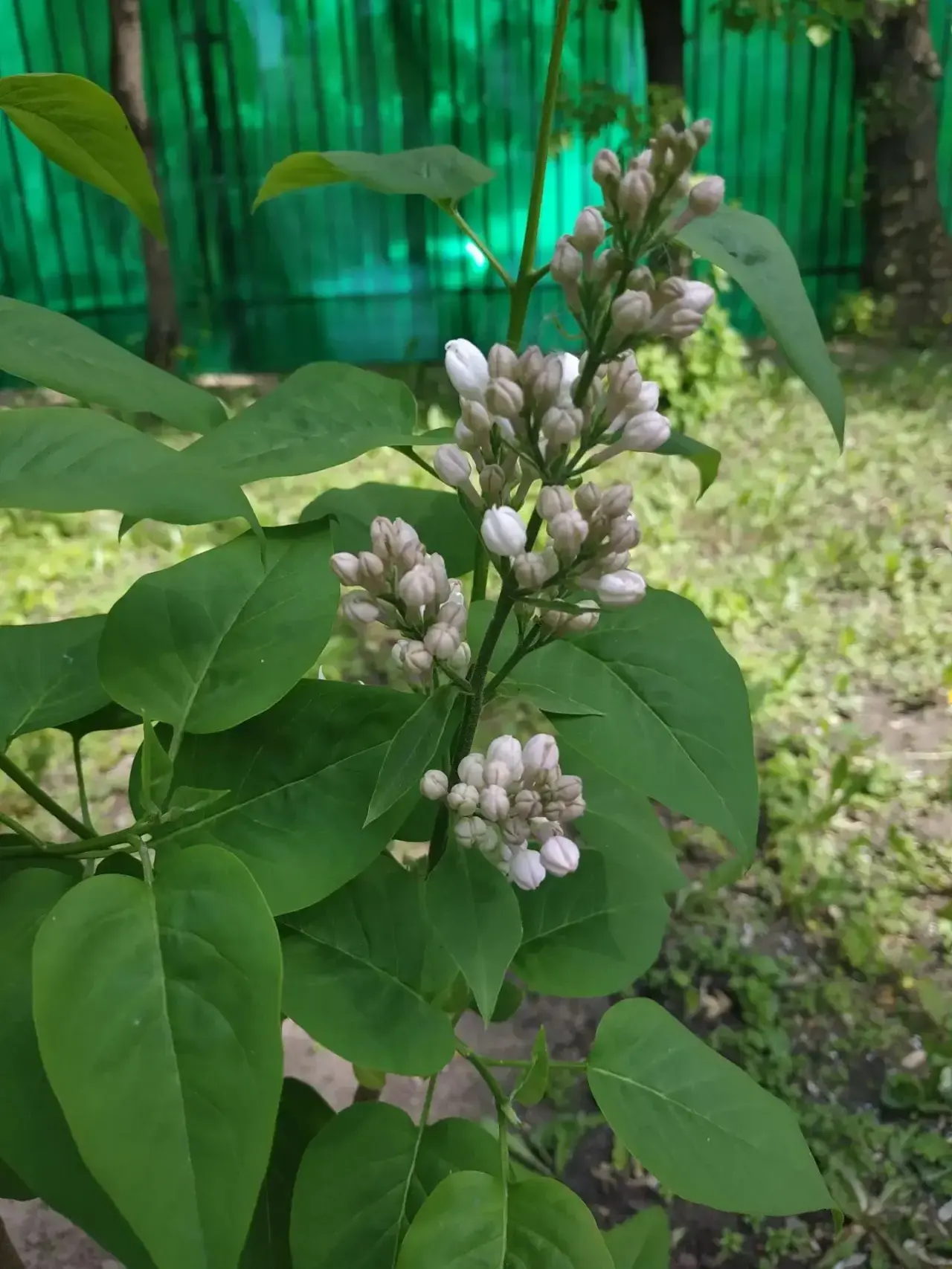 🌿 Добрая традиция  👩‍🏫 Старший методист дошкольного корпуса «Гармония» Наталья Викторовна Арсентьева
