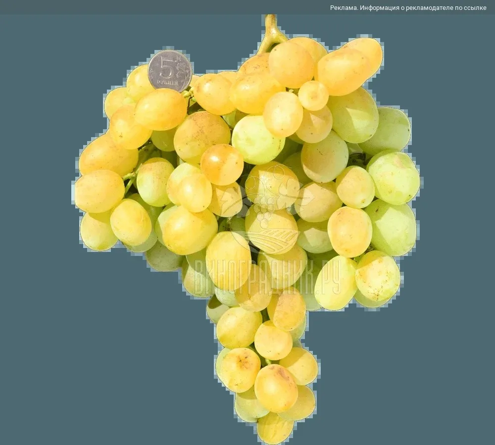 🍇 Хотите пополнить коллекцию сортов винограда?