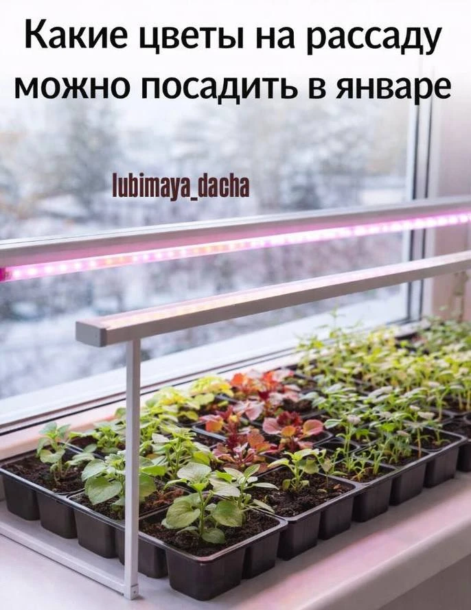 В январе уже можно сеять цветы на рассаду, но в основном те, у которых долгий период развития.   Важ