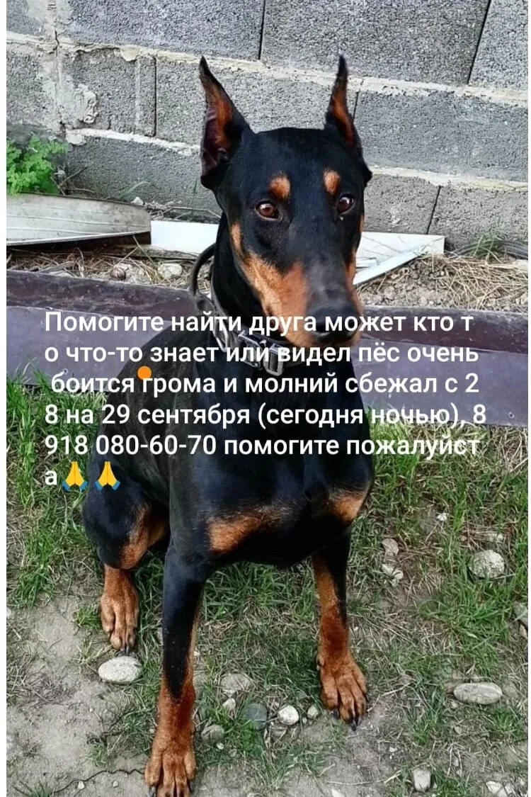 🐾Потеряшки Лабинск