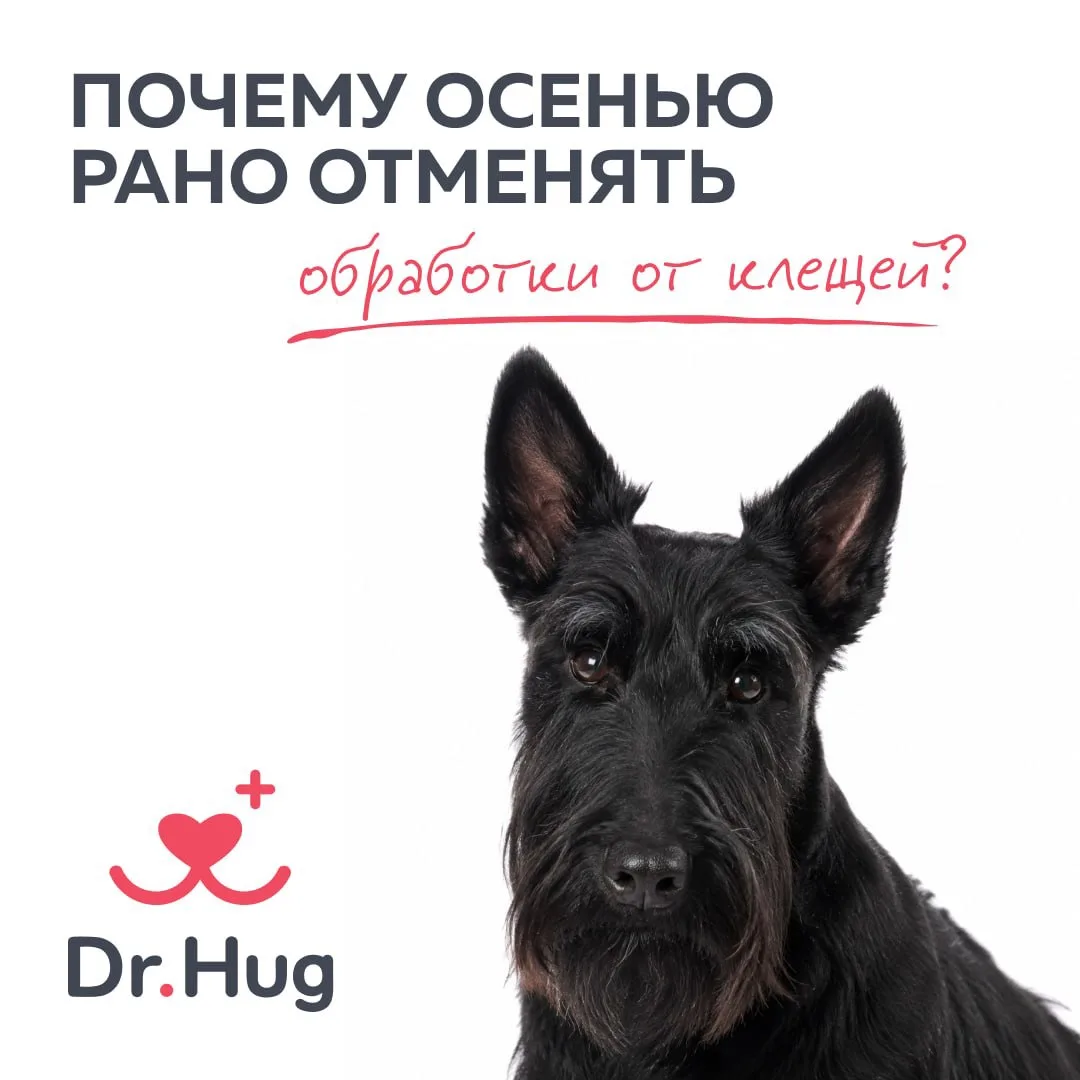 🕷 Клещи не заканчиваются летом: почему осенью рано отменять обработки?
