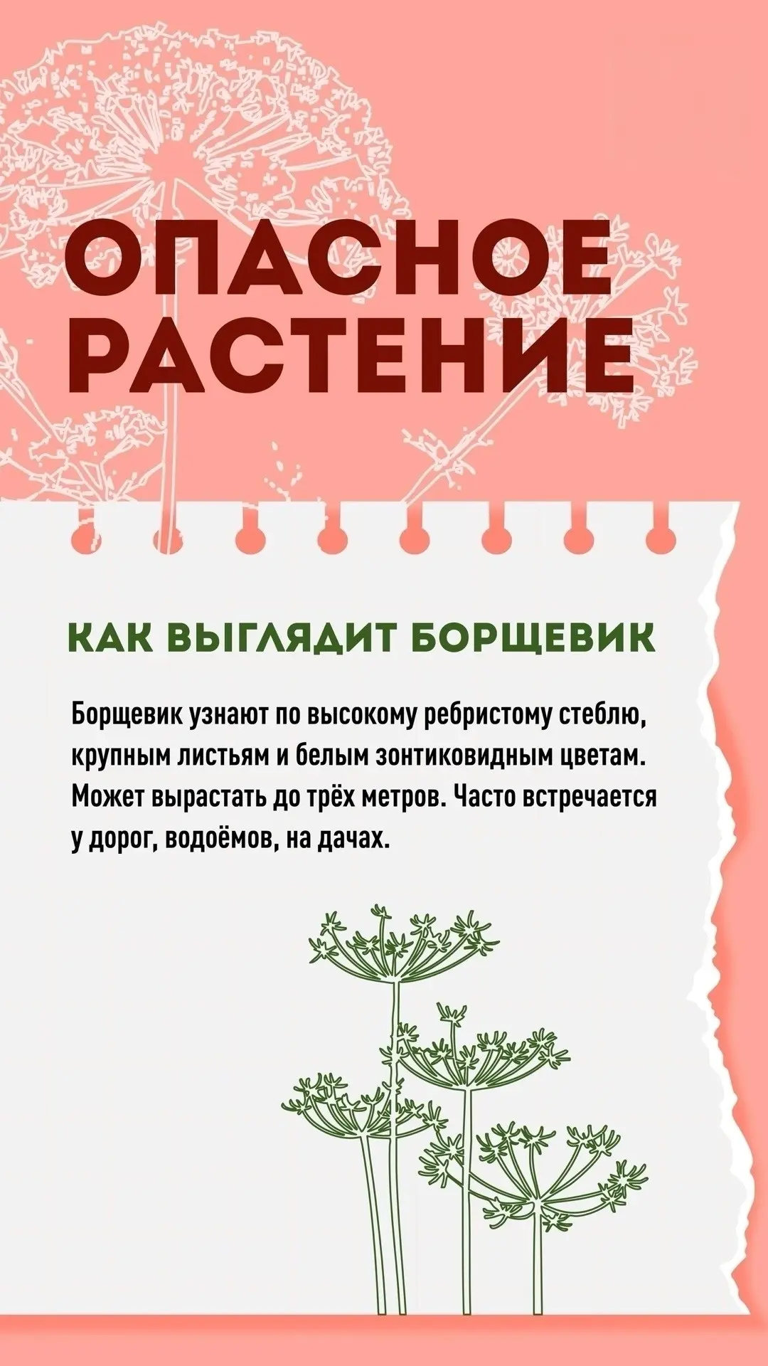 ❗️ Не обожгись: главные правила безопасности с борщевиком