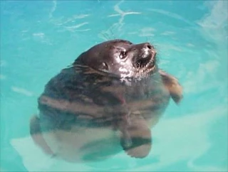 Вооот кому сегодня хорошо 🐳🌊