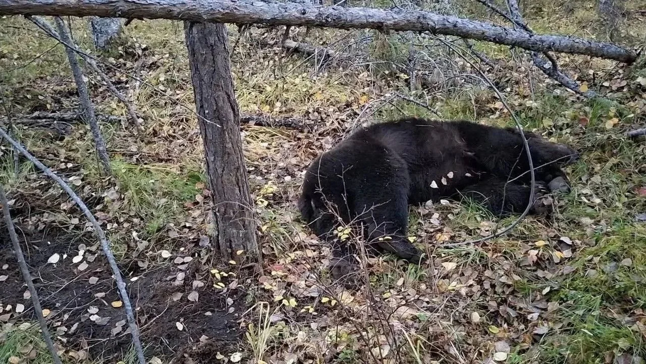 🐻 Двое мужчин погибли от нападения медведей в Иркутской области за эти выходные