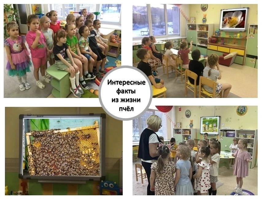 «Всемирный день пчёл»🐝🌺