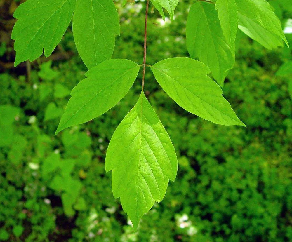 🌳 Американский клён исчезнет из Москвы в течение 10 лет

Опасный инвазивный вид будут постепенно за