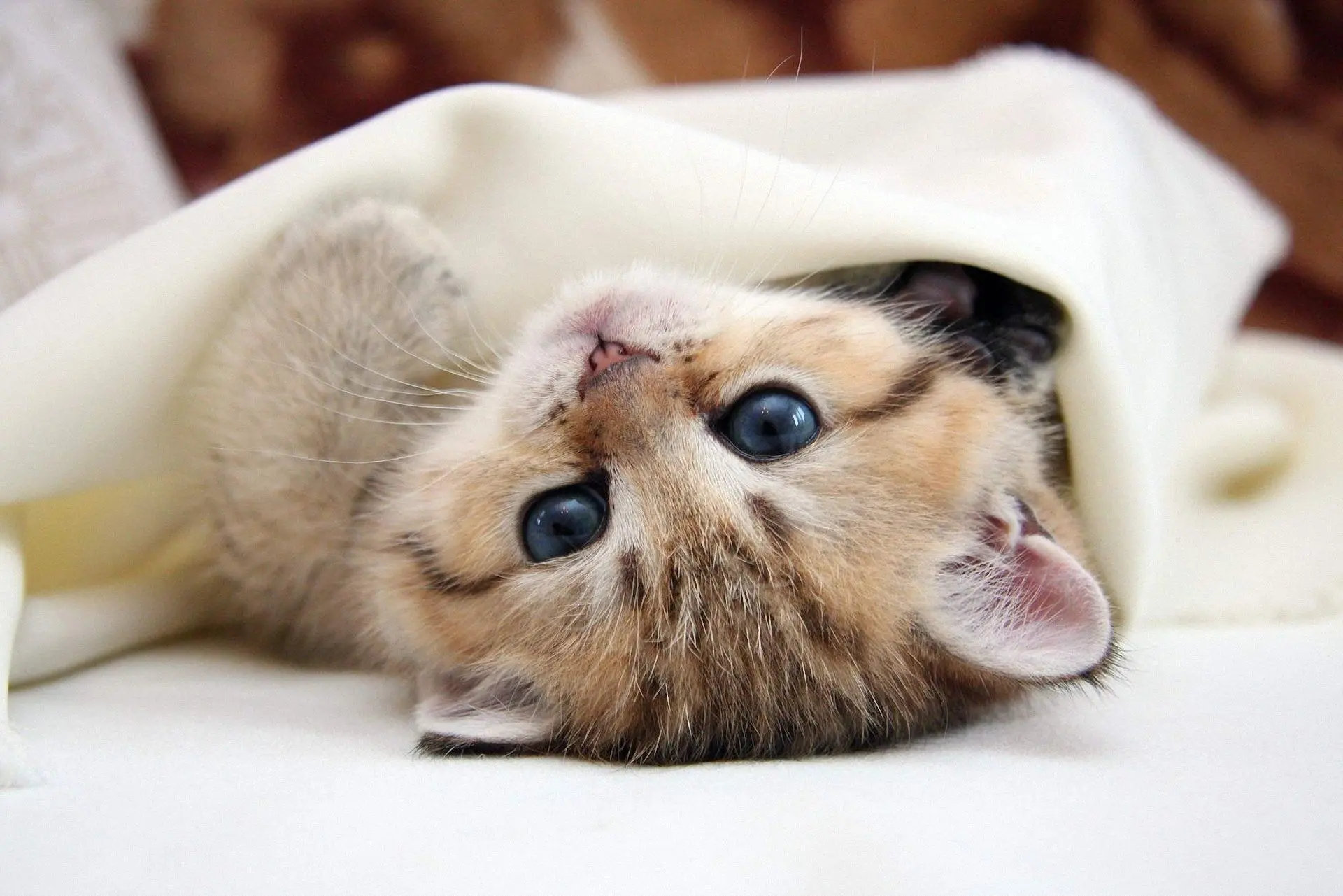 🐈 «Пушистые герои: читаем и творим»: литературный праздник к Всемирному дню кошек.