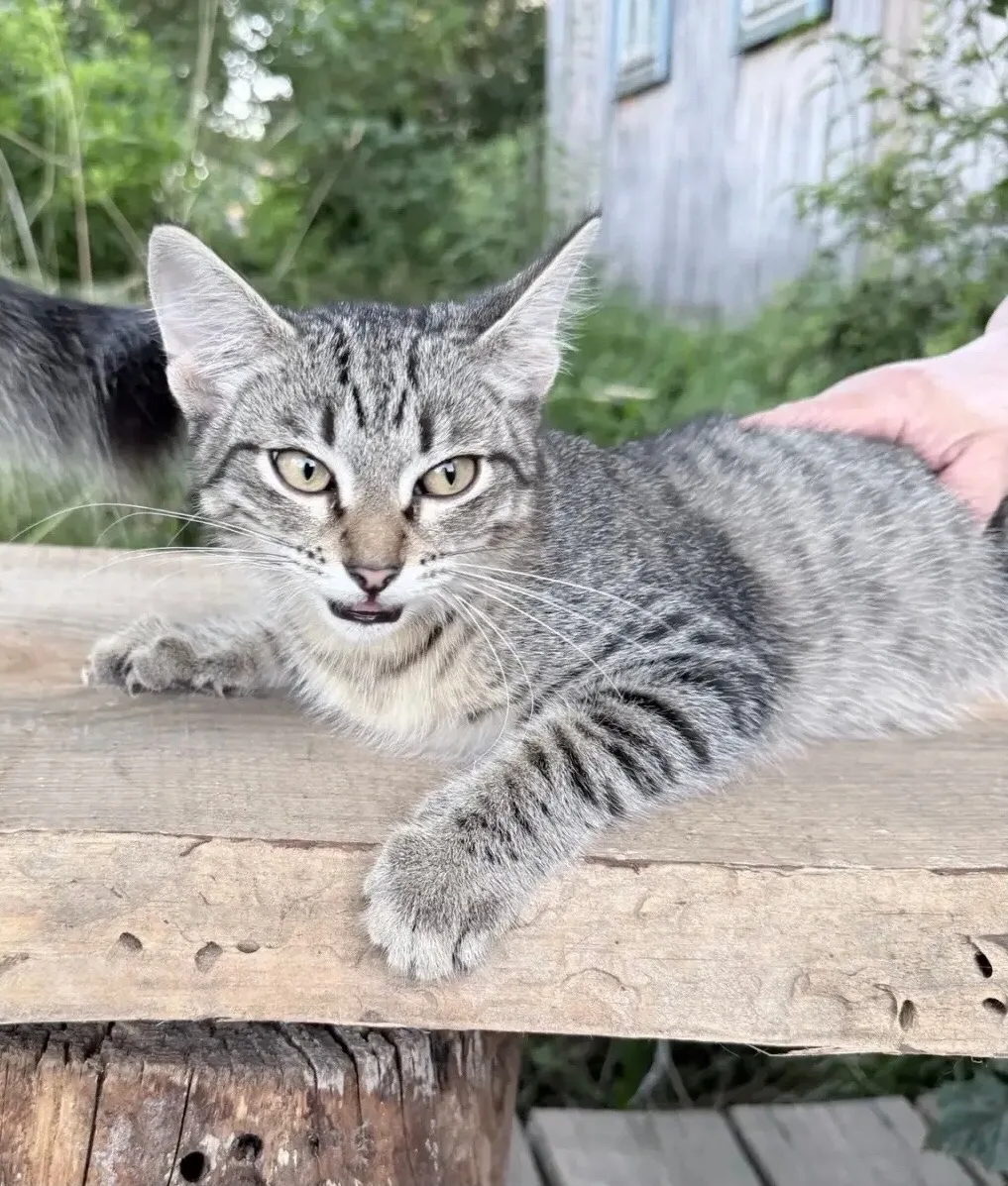 😻 Два очаровательных братика ищут свой дом! 😻
