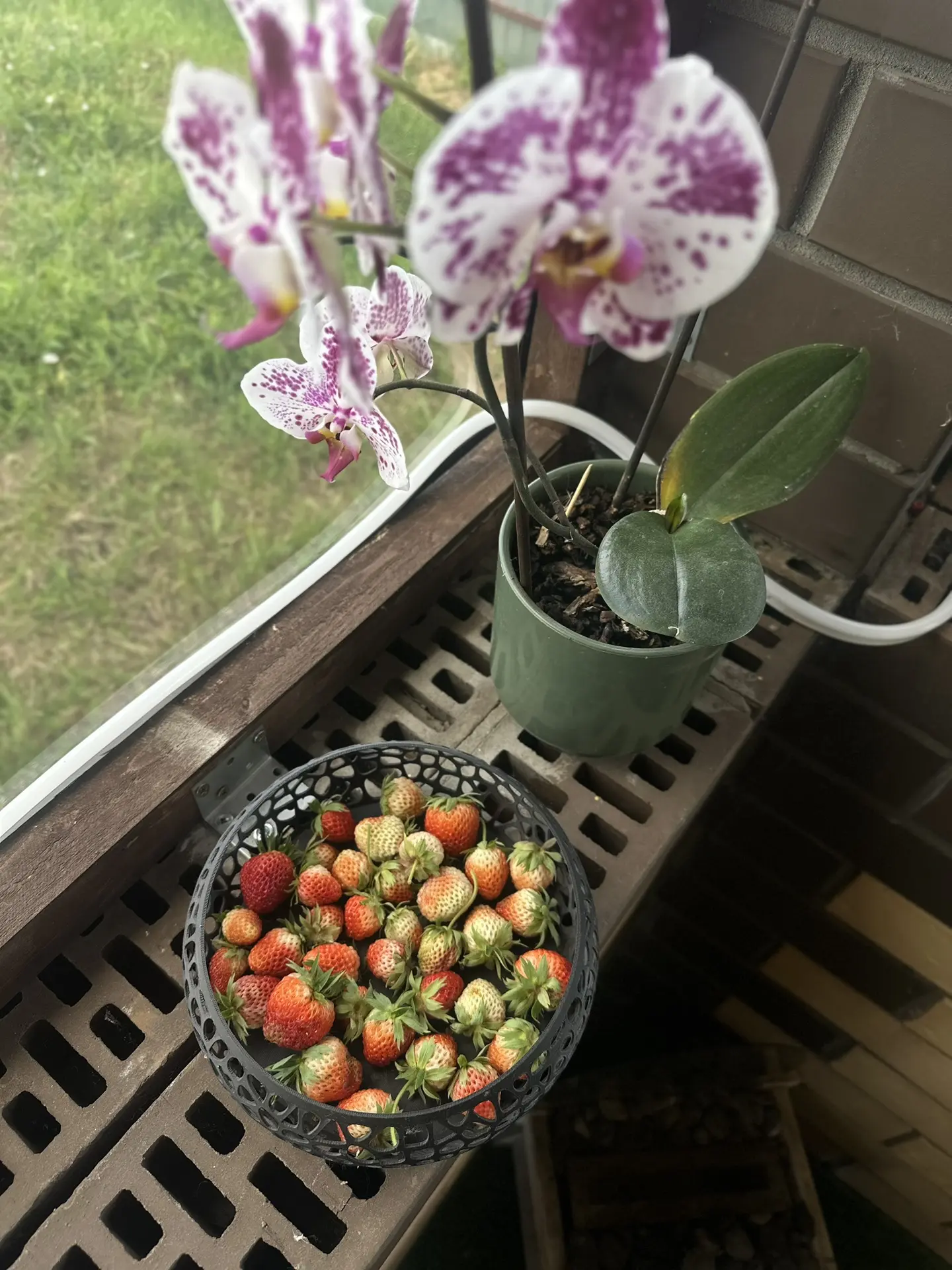 Наш первый урожай ❤️🍓