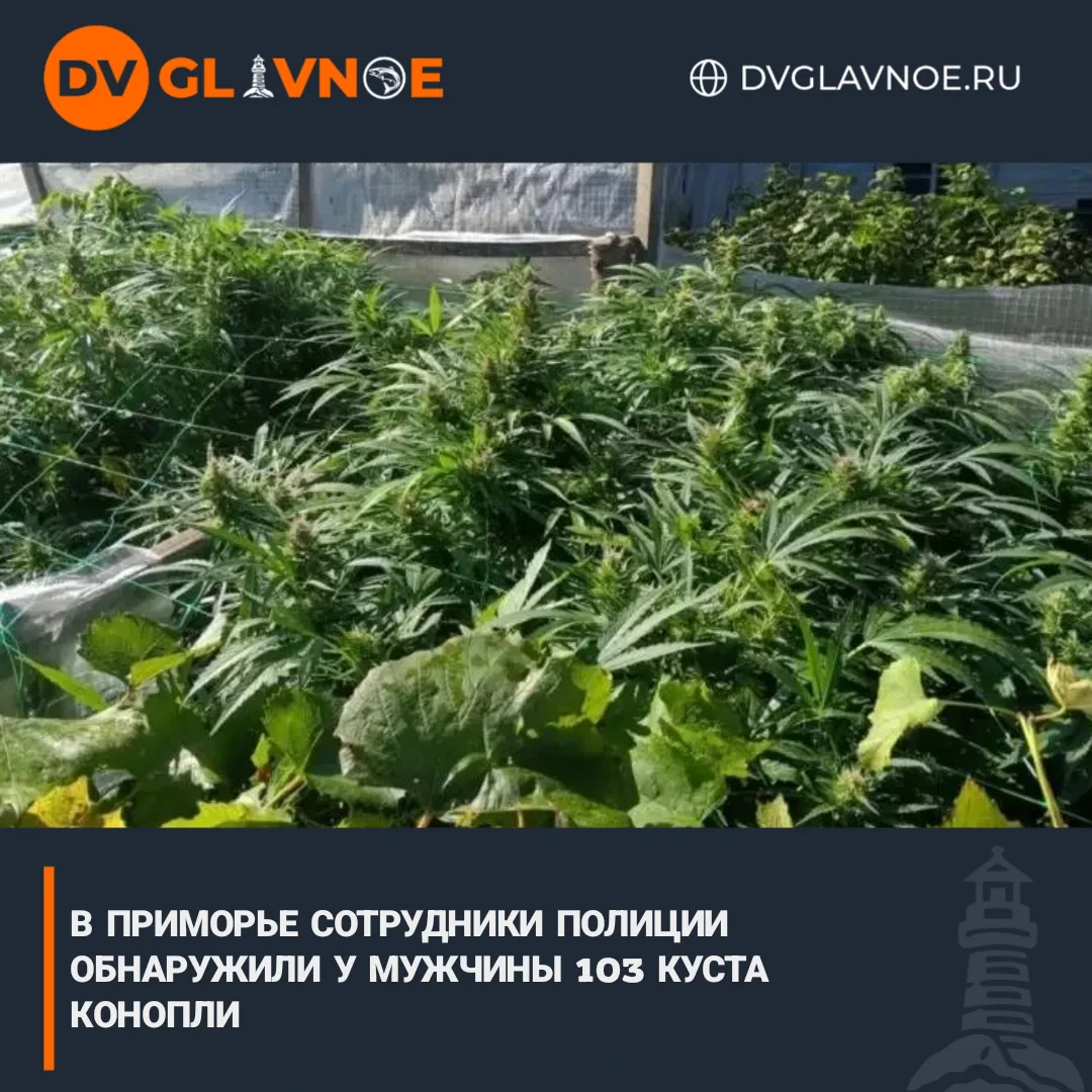Выращивал и хранил для себя — возбуждены уголовные дела