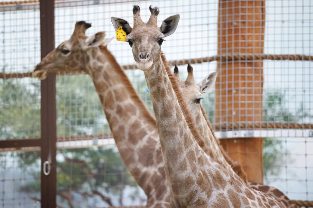 🦒 Казанский зооботсад сможет поделиться жирафами с другими зоопарками страны через нес...