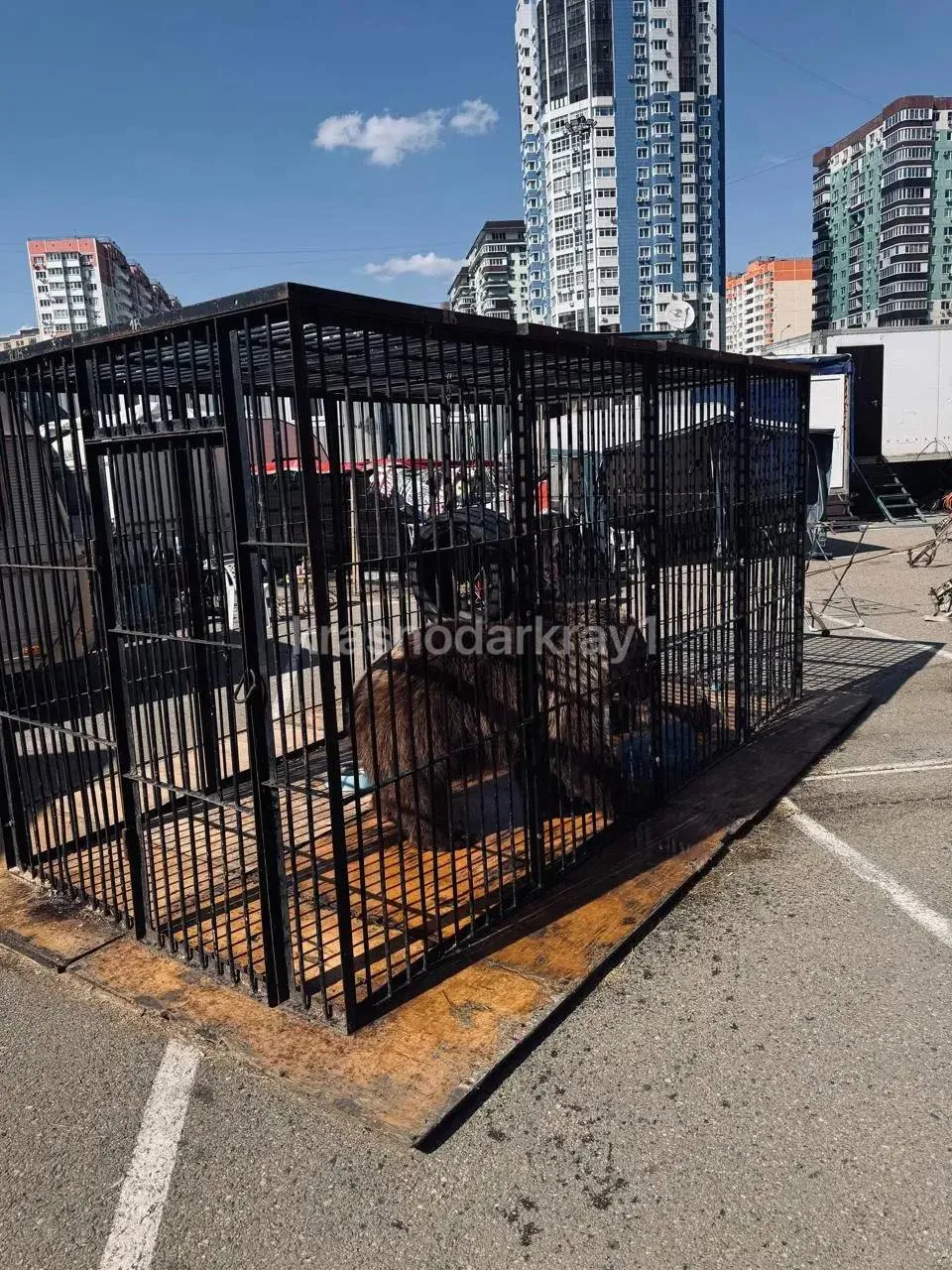 Шоу должно продолжаться, даже без лицензии: в Краснодаре передвижной цирк работал с нарушениями 😡  Р