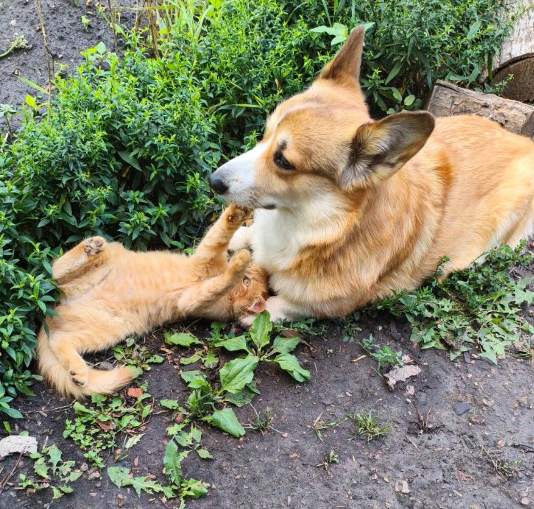 Немного милых животных 🐶🐱