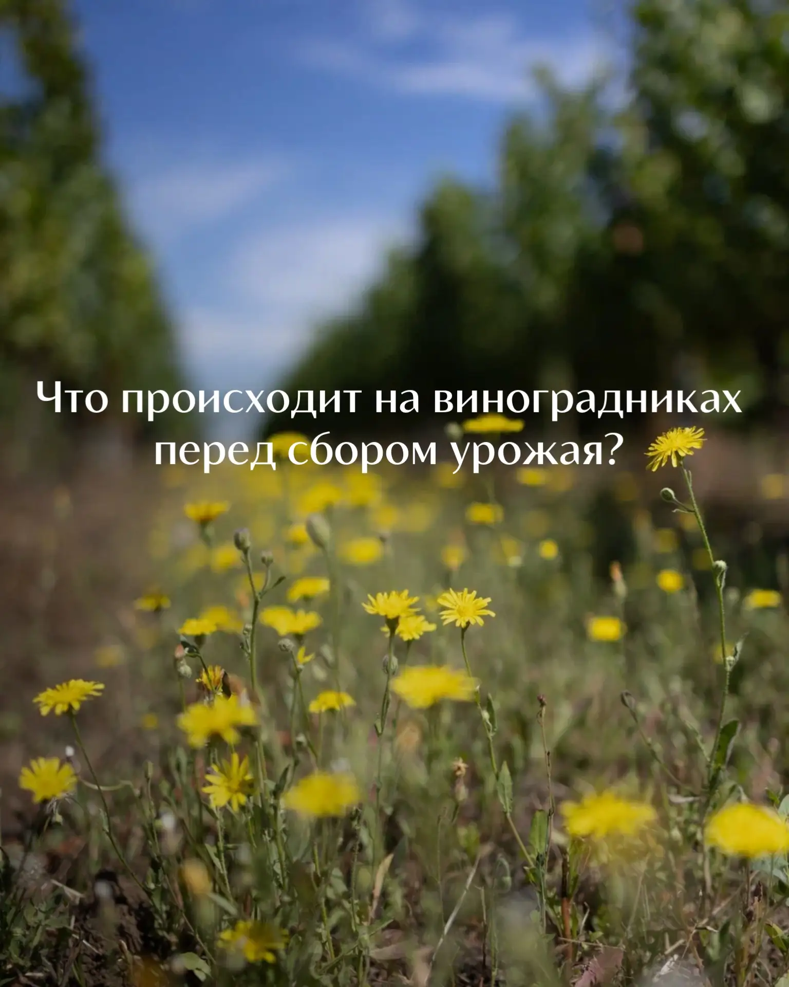 Готовимся собирать урожай 2026, а пока рассказываем вам, что прямо сейчас происходит на...