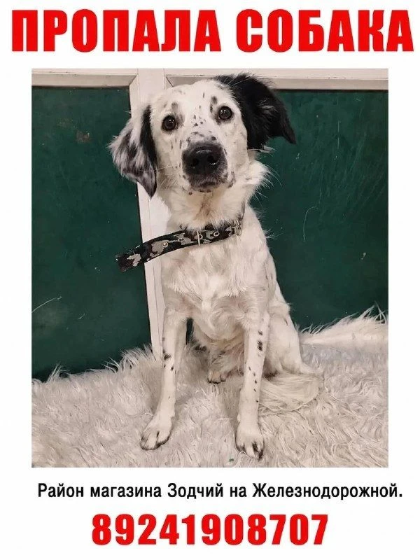 Собака, оставленная в аэропорту Южно-Сахалинска, сбежала при транспортировке
