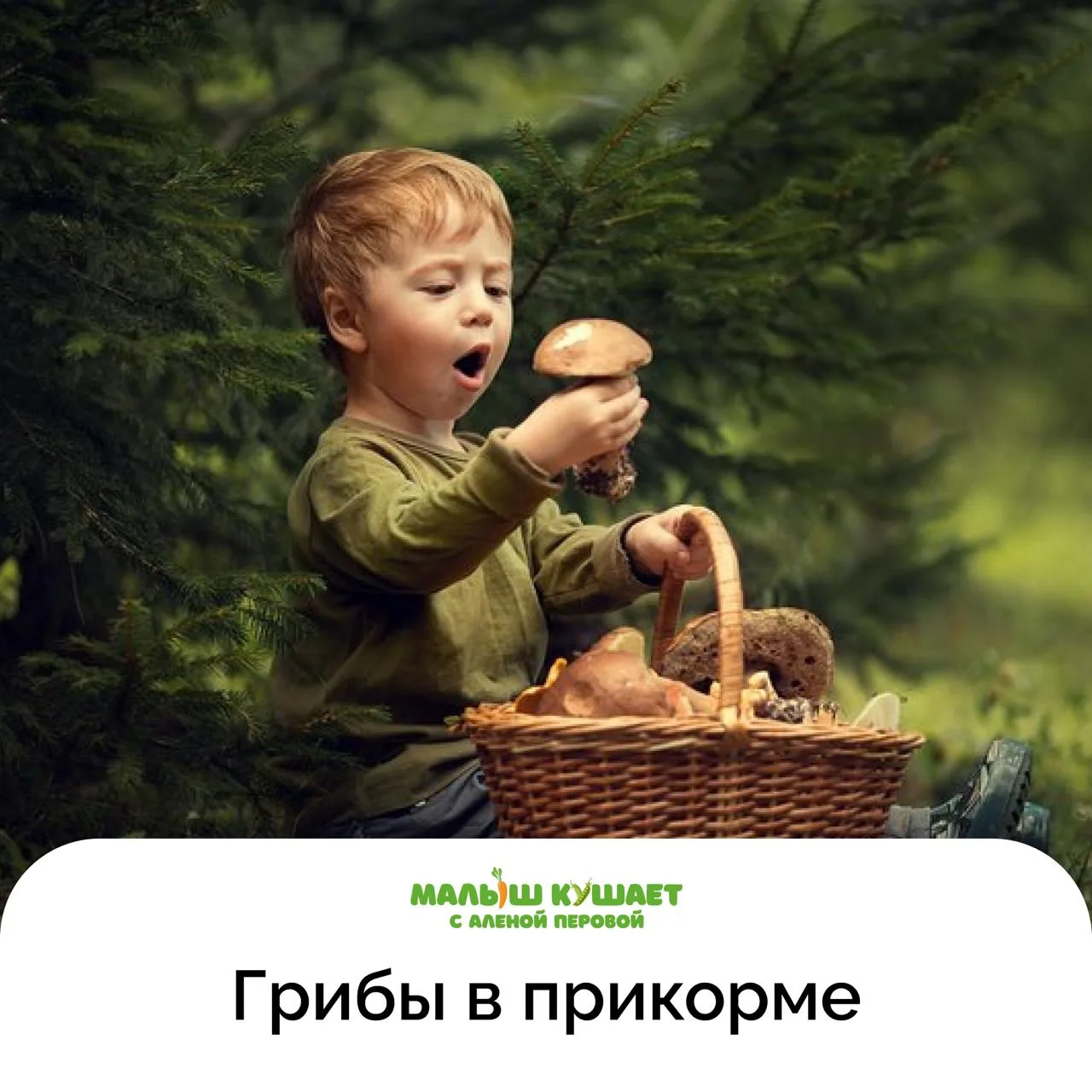 🍄 7 фактов о грибах, которые удивят родителей

1⃣ Грибы можно предлагать детям уже с 6 месяцев, но 