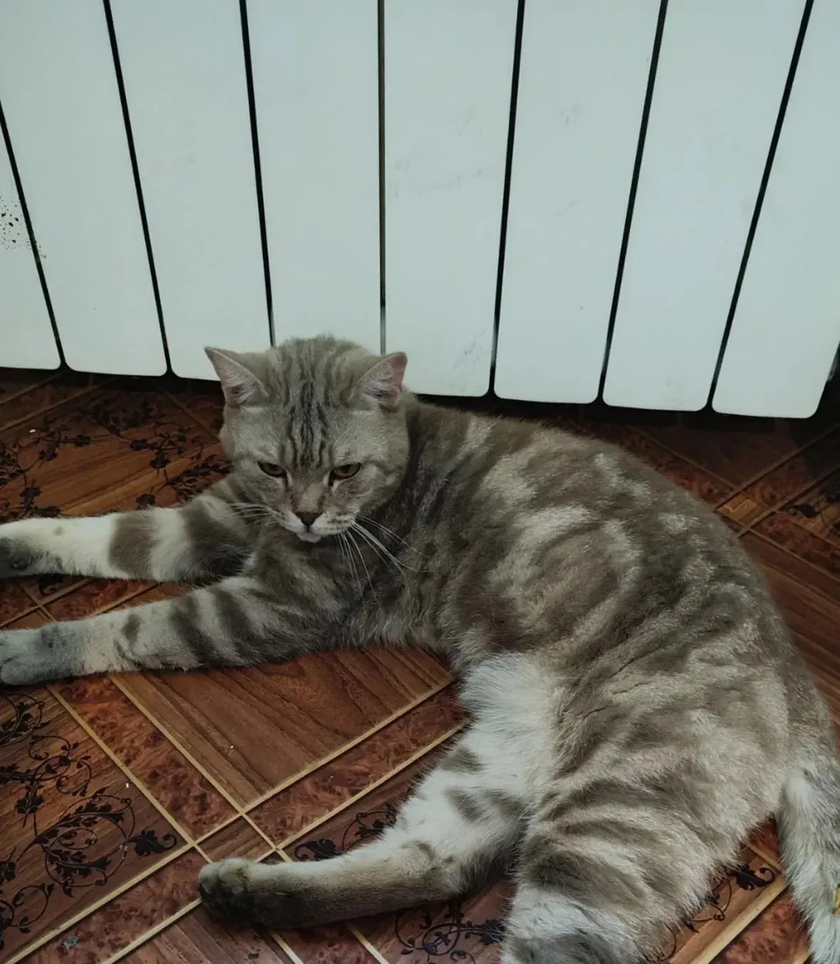 🐾 Здравствуйте, нашла кота, хозяин звоните по телефону 89526479810
