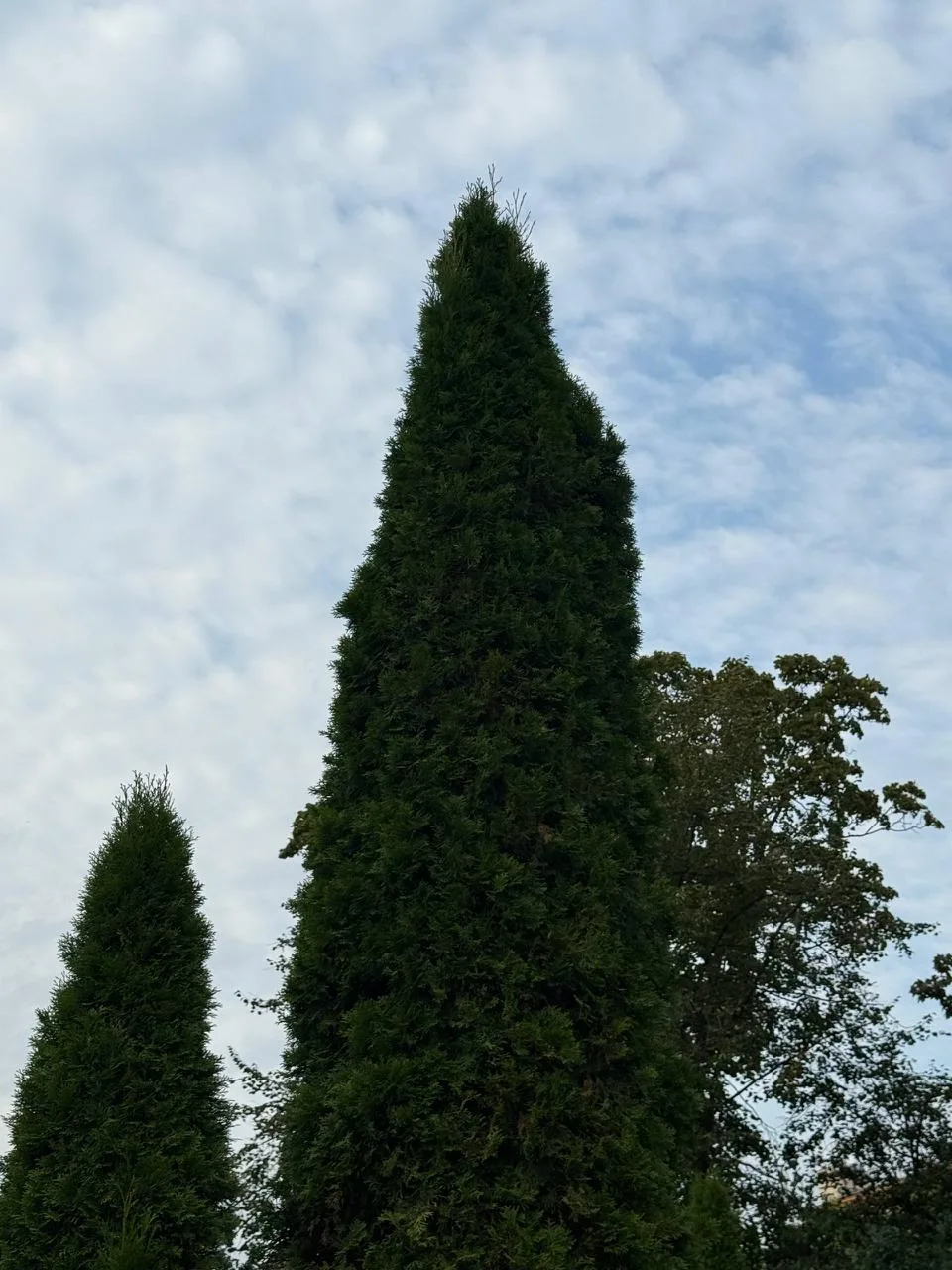 🌲 Доброе утро!