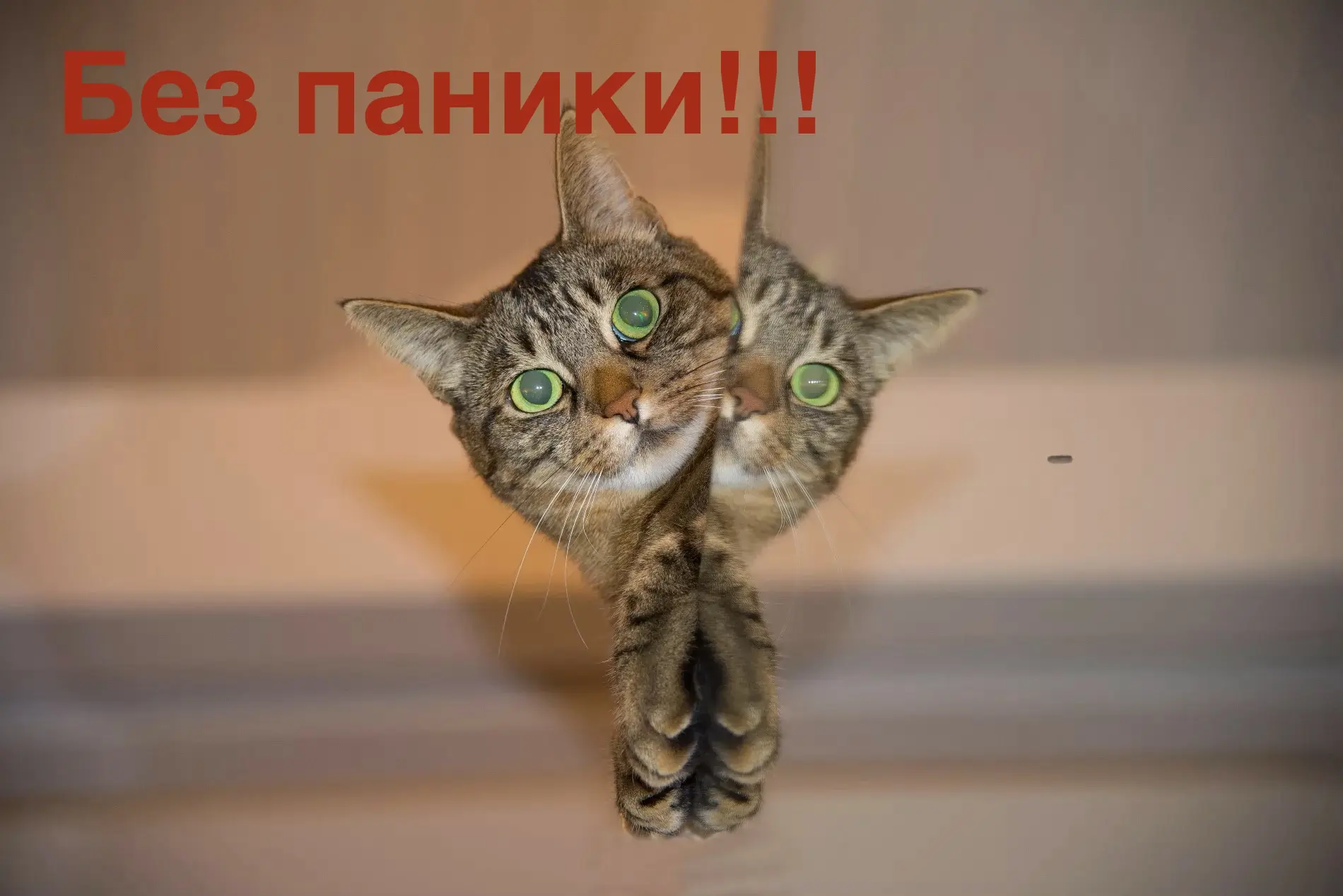 😿 «Что-то не так? Не паникуйте. Просто звоните нам.»