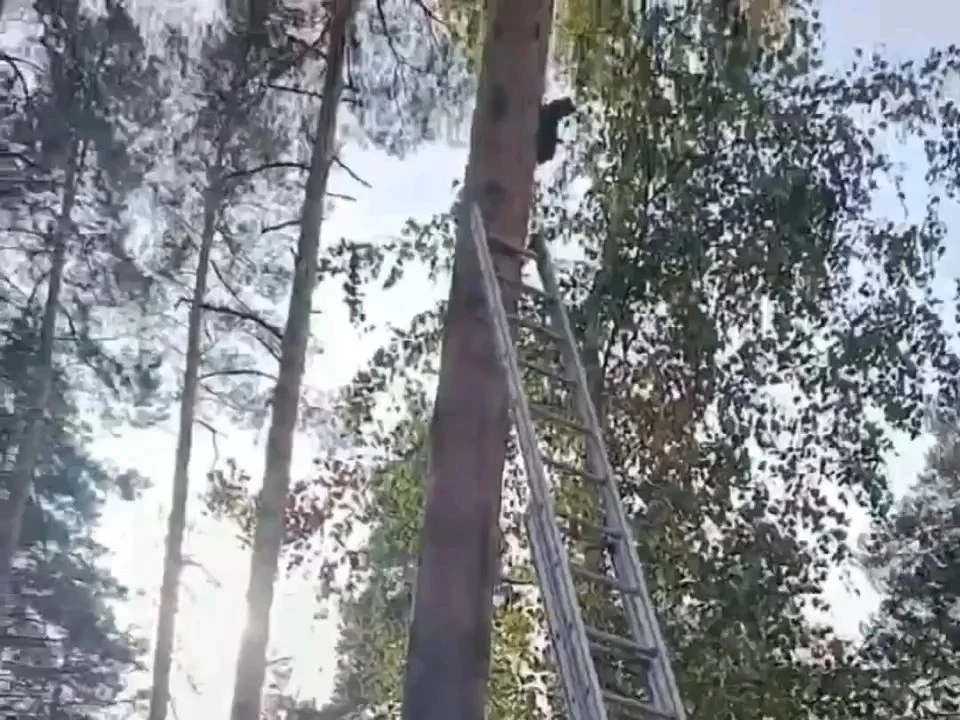 Кошка два дня просидела на сосне, спасаясь от собак!