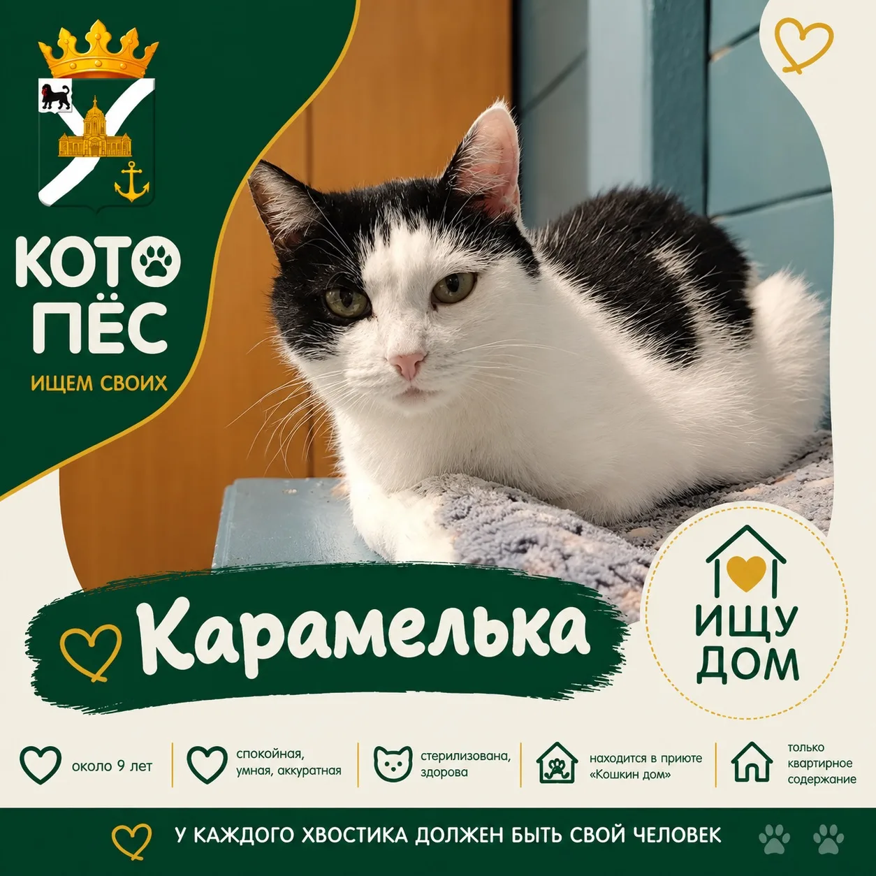 🐾 КОТОПЁС | Ищем своих