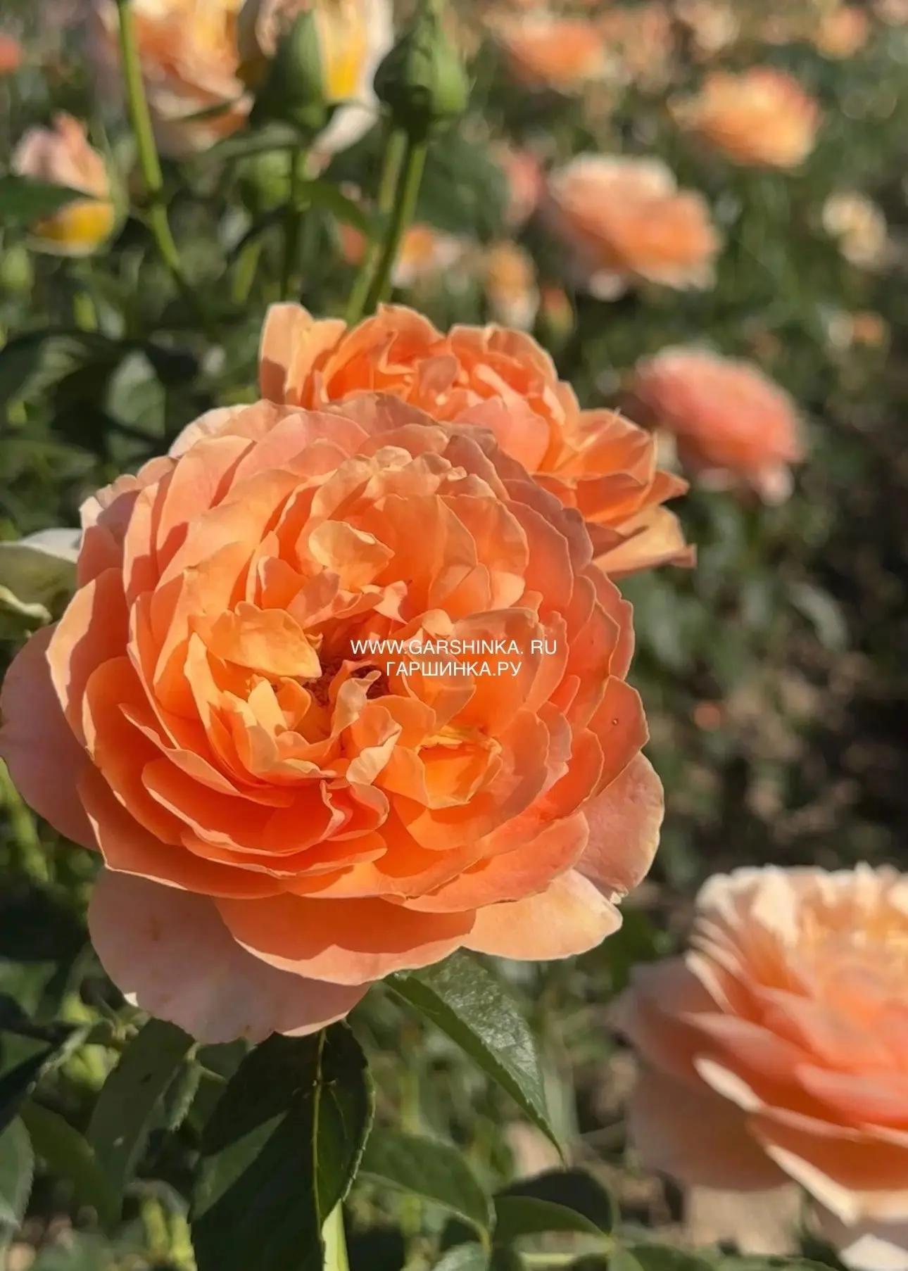 Роза Шерлок Холмс: английская классика с янтарным сиянием ✨

🧡 Этот великолепный шраб был выведен в