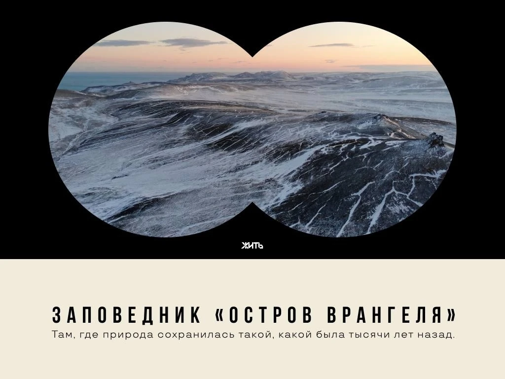 ✅На краю Арктики существует место, где белые медведи выводят потомство, а природа сохранилась почти 